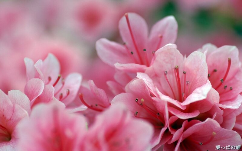 Pink Azalea Flowers — Serene, Spring, Photograph, Petals, Stamen