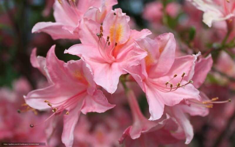 Pink Azalea Flowers — Serene, Spring, Photograph, Stamen