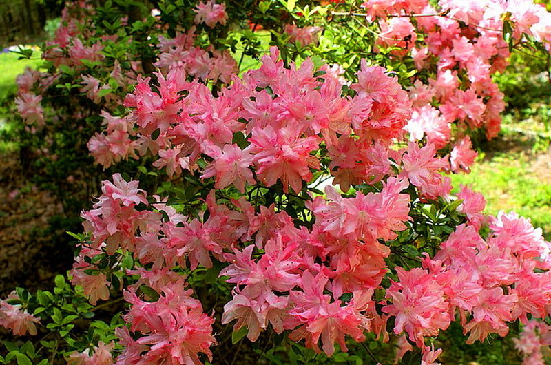 Pink Azalea Flowers — Serene, Spring, Photograph