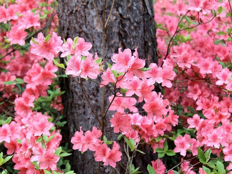 Pink Azalea Flowers — Serene, Spring, Photograph, Tree Trunk