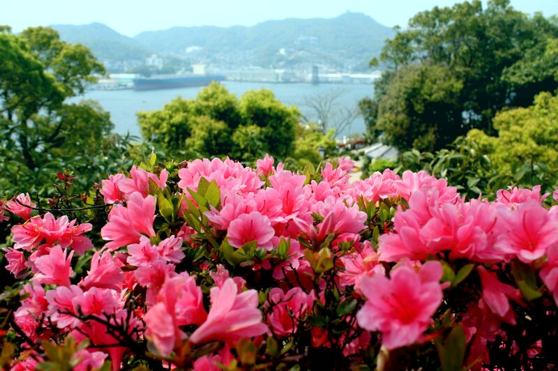 Pink Azalea Flowers — Serene, Spring, Photograph, Trees