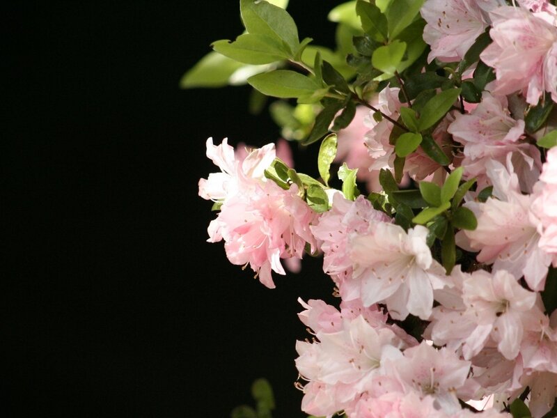Pink Azalea Flowers — Serene, Spring