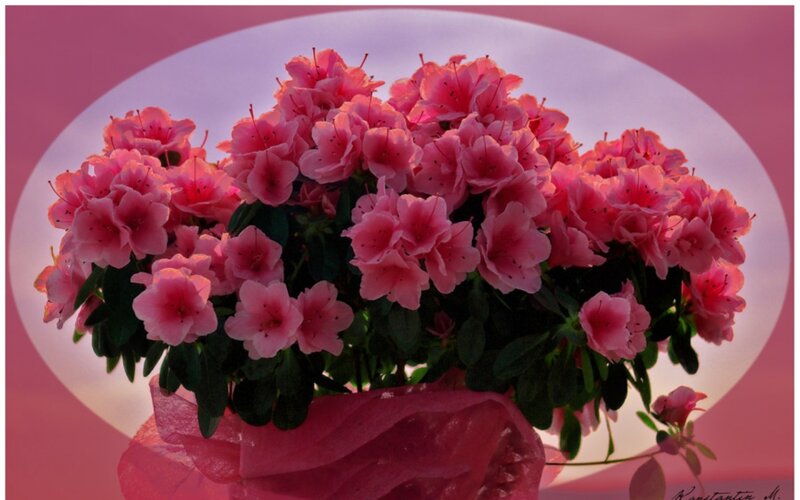 Pink Azalea Flowers — Serene, Sunset