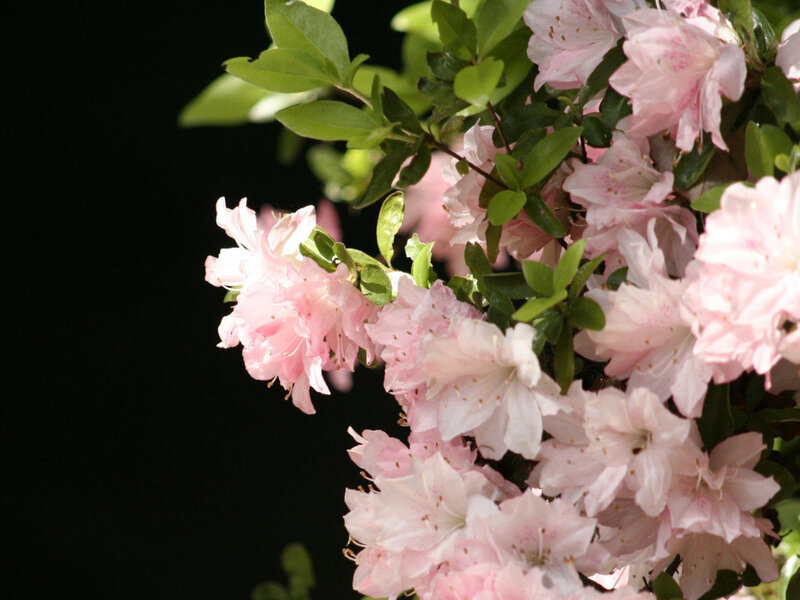 Pink Azalea Flowers — Serene