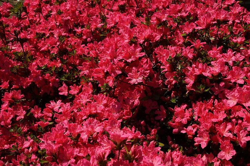 Pink Azalea Flowers