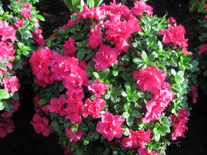 Pink Azalea Flowers — Vibrant, Afternoon