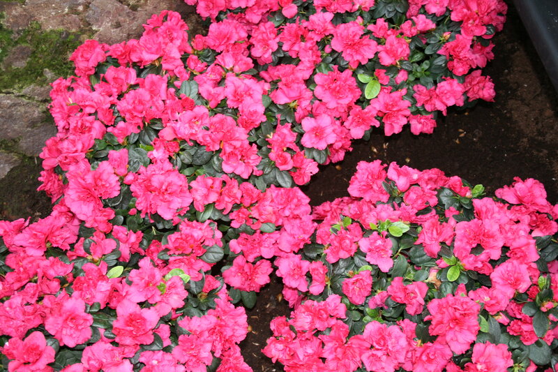 Pink Azalea Flowers — Vibrant, Photograph
