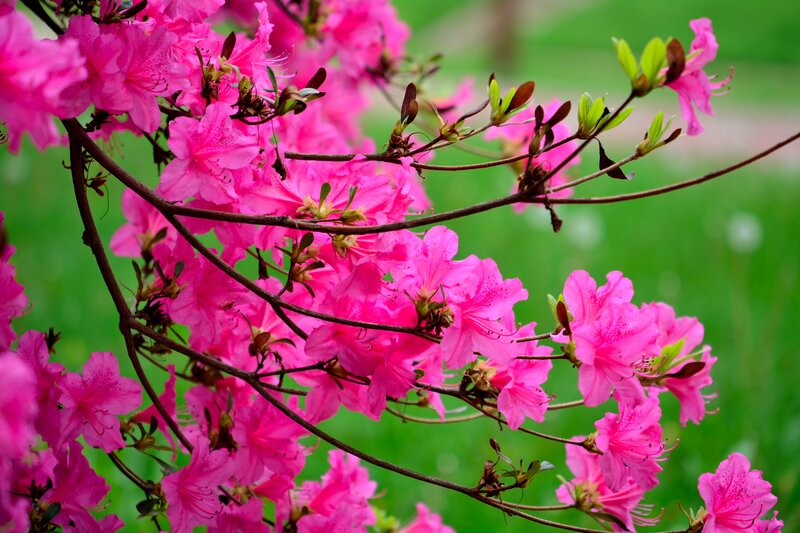 Pink Azalea Flowers — Vibrant, Spring, Photograph, Branches