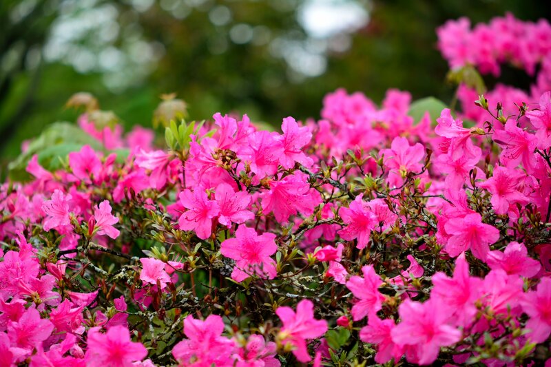 Pink Azalea Flowers — Vibrant, Spring, Photograph, Bush