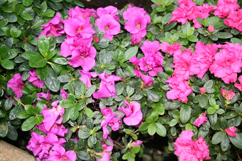 Pink Azalea Flowers — Vibrant, Spring, Photograph, Green Leaves, Bush