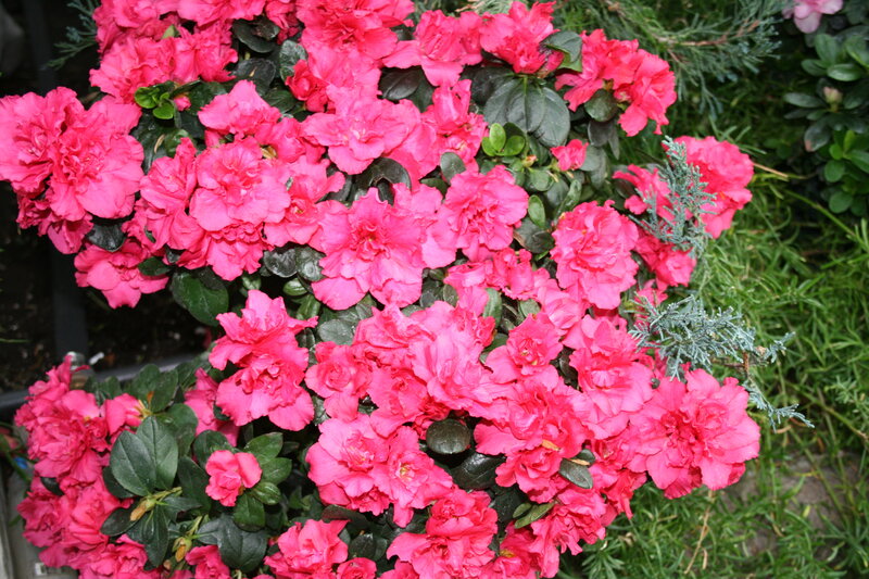 Pink Azalea Flowers — Vibrant, Spring, Photograph, Green Leaves, Conifer Branches