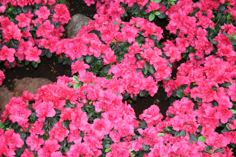 Pink Azalea Flowers — Vibrant, Spring, Photograph, Green Leaves, Rocks