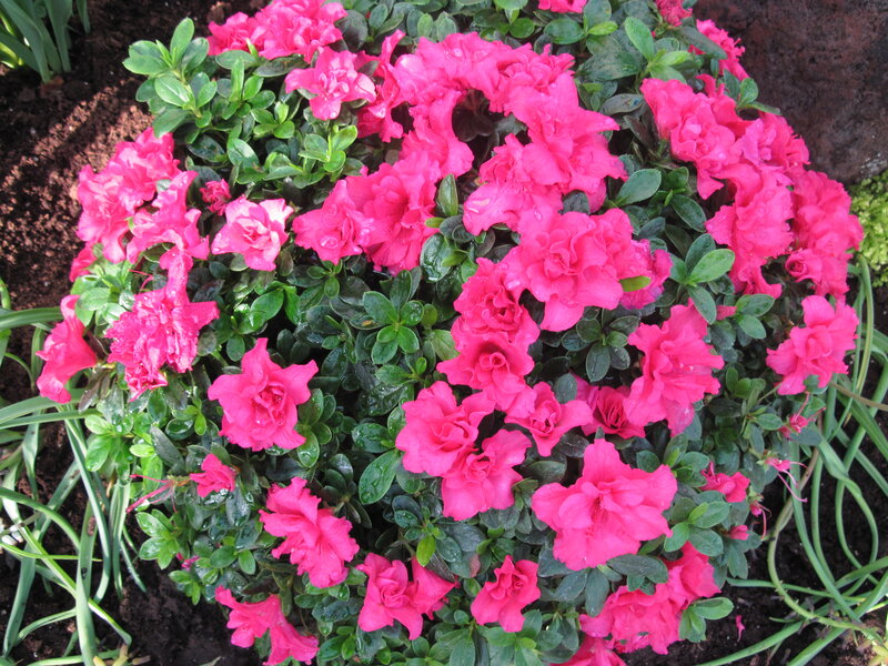 Pink Azalea Flowers — Vibrant, Spring, Photograph, Green Leaves, Soil