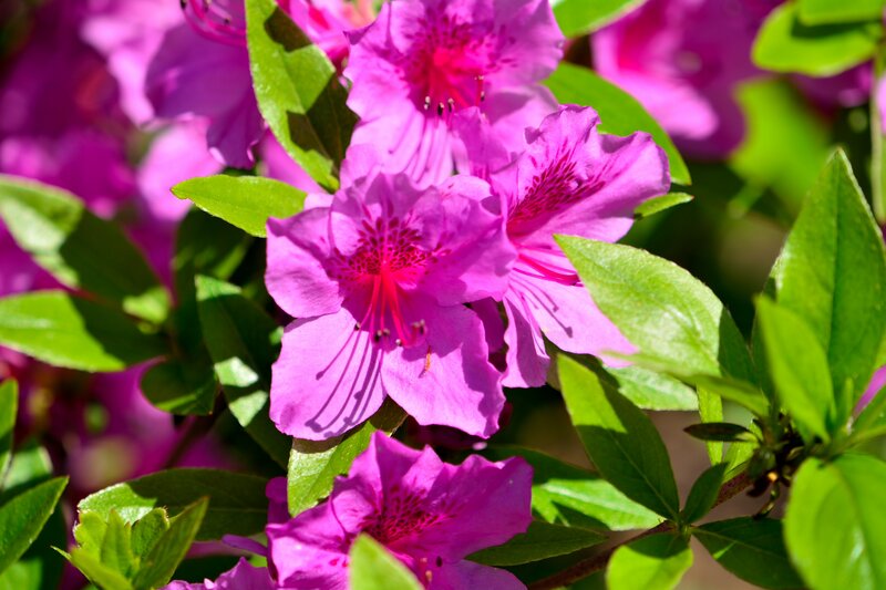 Pink Azalea Flowers — Vibrant, Spring, Photograph, Green Leaves, Sunlight