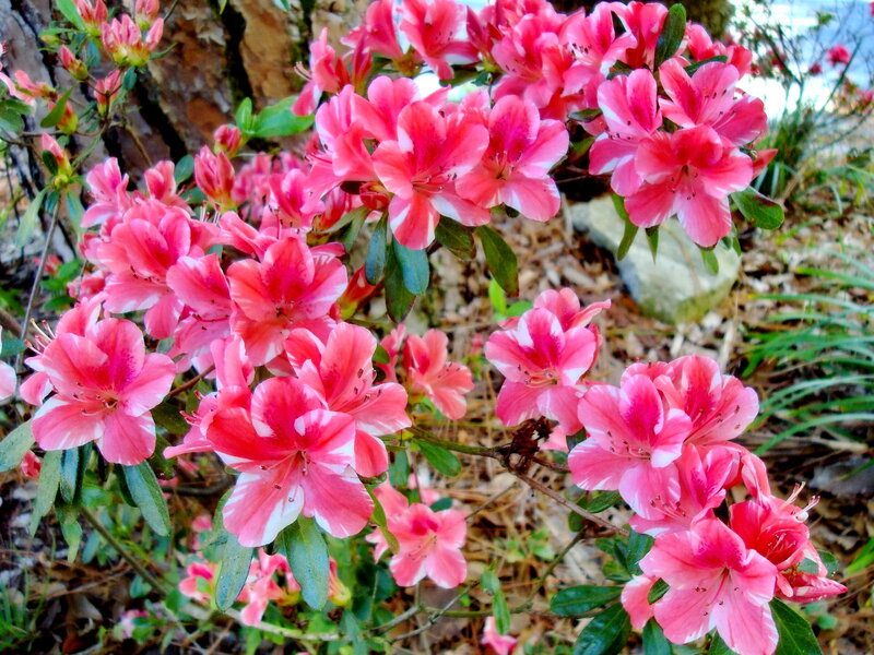 Pink Azalea Flowers — Vibrant, Spring, Photograph, Green Leaves, Tree Bark