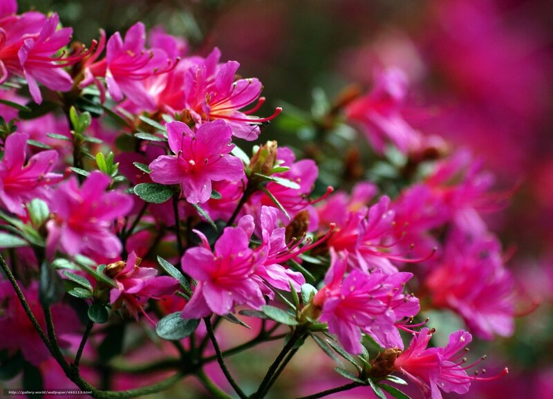 Pink Azalea Flowers — Vibrant, Spring, Photograph, Leaves, Buds, Green