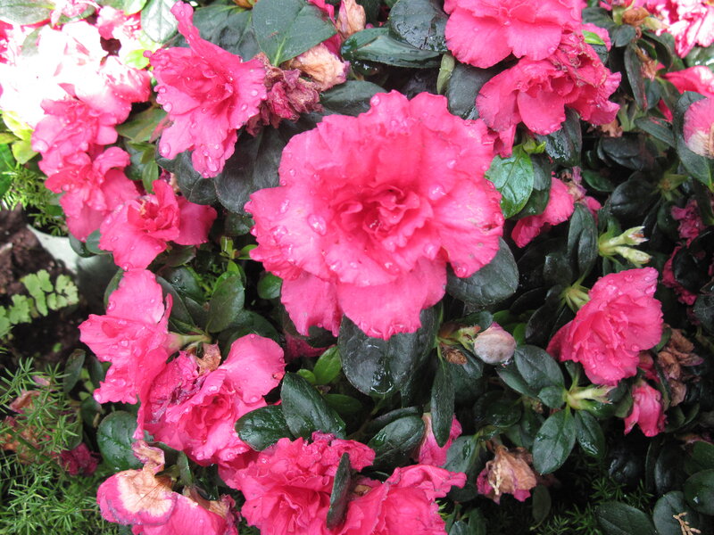 Pink Azalea Flowers — Vibrant, Spring, Photograph, Leaves, Buds, Raindrops