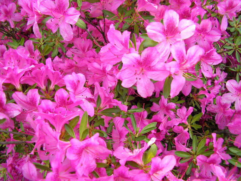 Pink Azalea Flowers — Vibrant, Spring, Photograph, Leaves, Bush