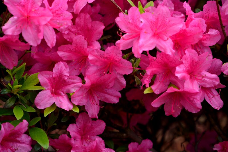 Pink Azalea Flowers — Vibrant, Spring, Photograph, Leaves, Drops