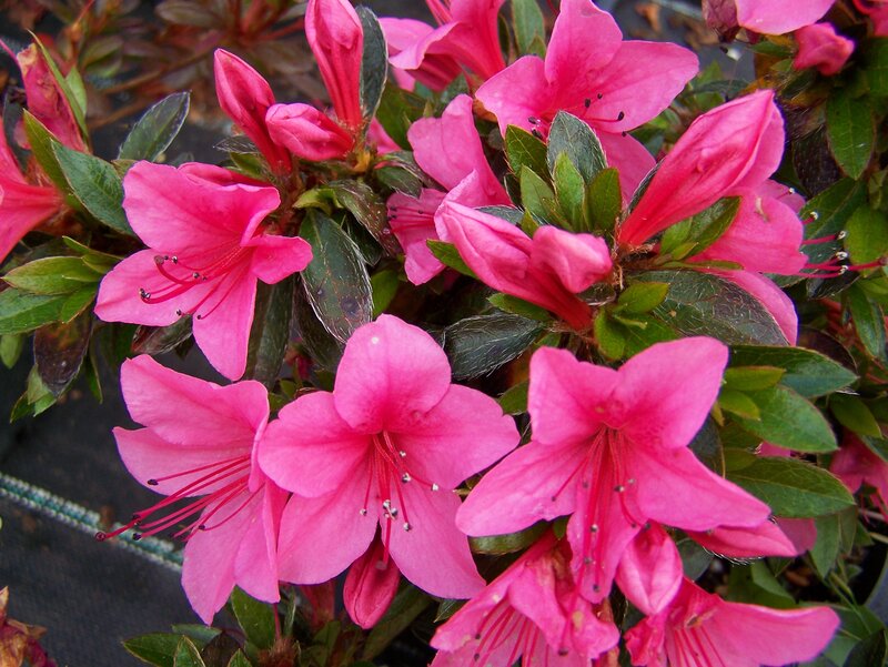 Pink Azalea Flowers — Vibrant, Spring, Photograph, Leaves