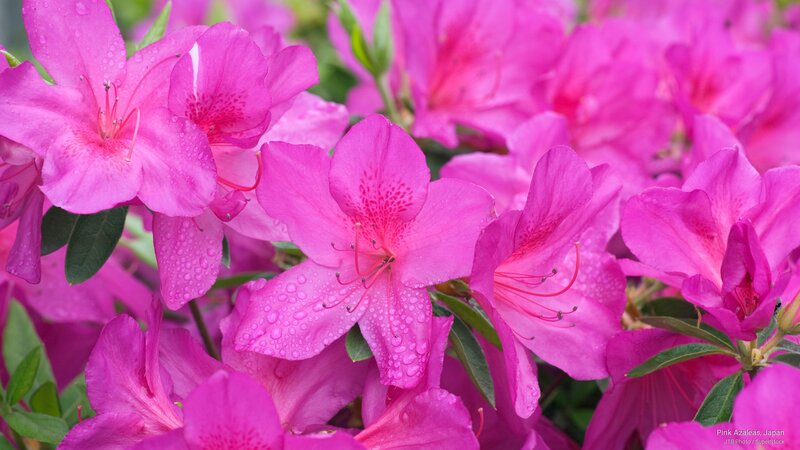 Pink Azalea Flowers — Vibrant, Spring, Photograph, Leaves, Water Droplets