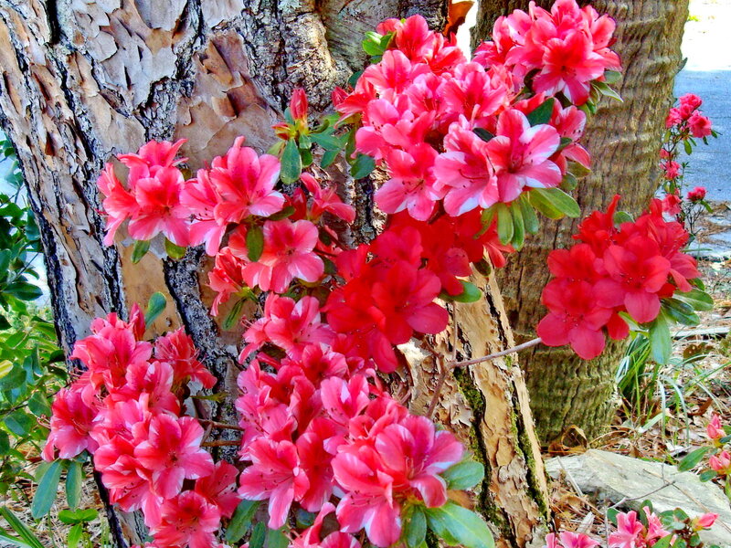 Pink Azalea Flowers — Vibrant, Spring, Photograph, Tree Trunk
