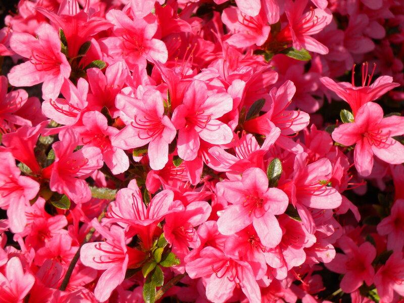 Pink Azalea Flowers — Vibrant, Spring