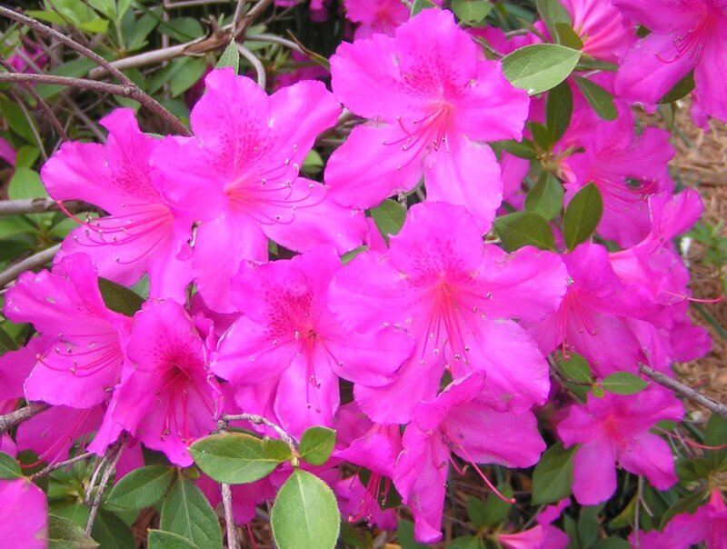 Pink Azalea Flowers — Vibrant