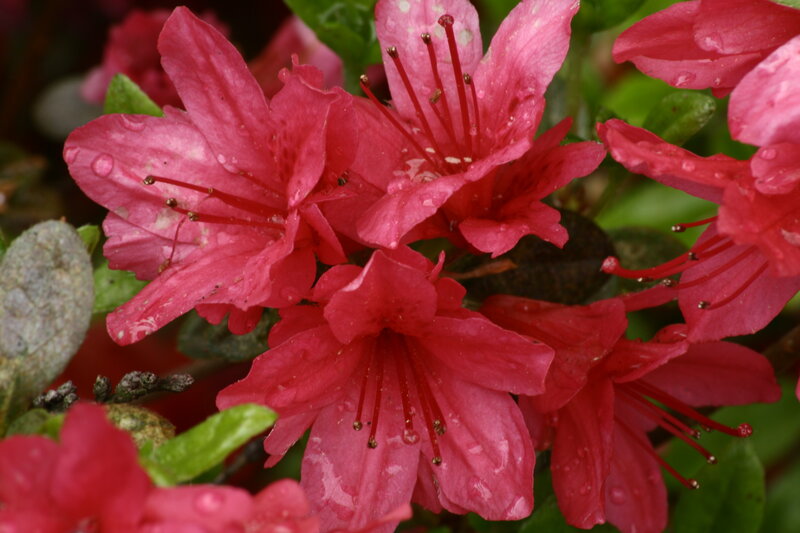 Pink azalea flowers with water droplets