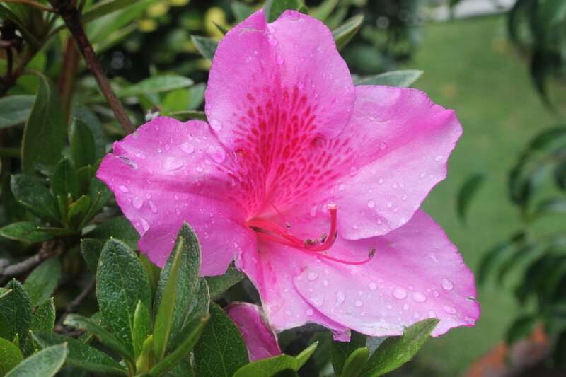 Pink azalea with raindrops