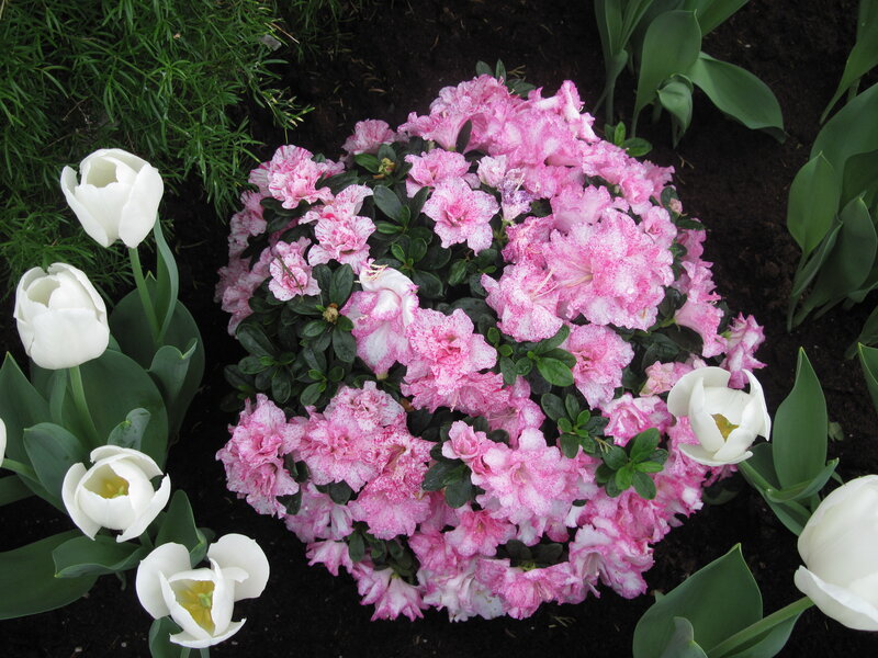 Pink Azalea with White Tulips