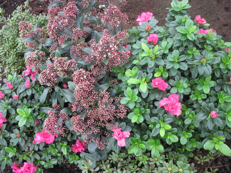 Pink Azaleas and Berries