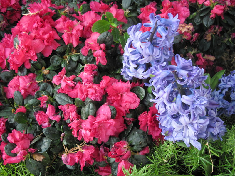 Pink Azaleas and Blue Hyacinths — Calm, Spring