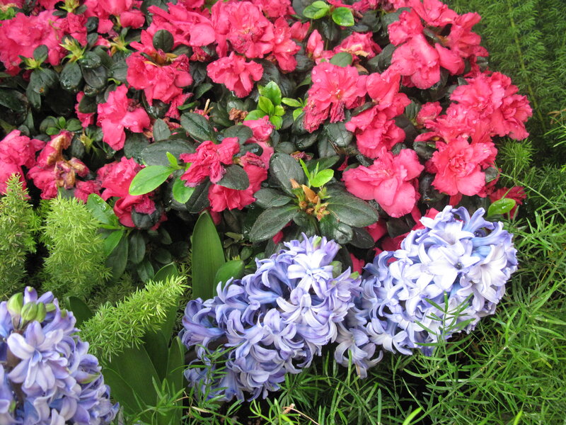 Pink Azaleas and Blue Hyacinths — Calm