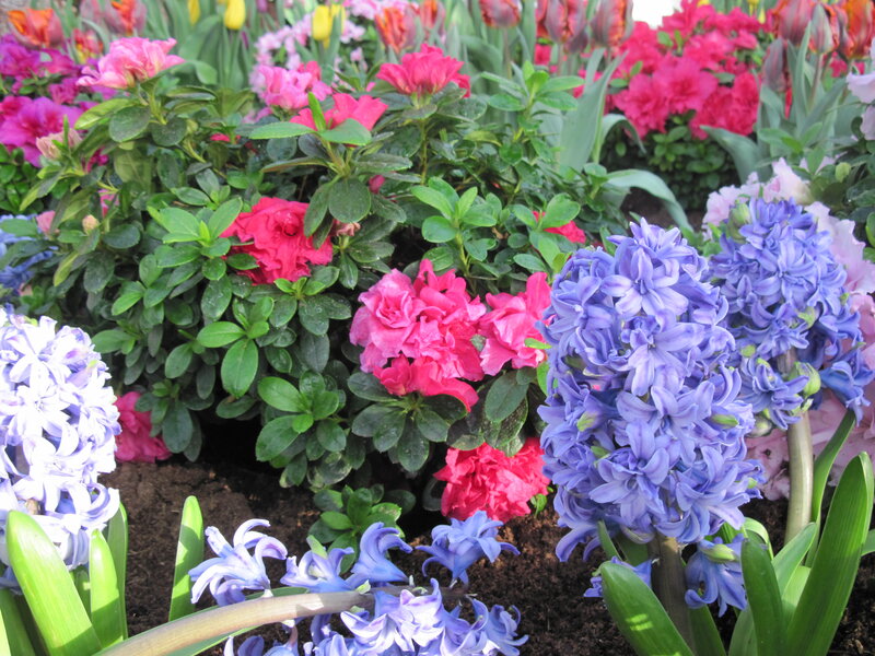 Pink Azaleas and Blue Hyacinths