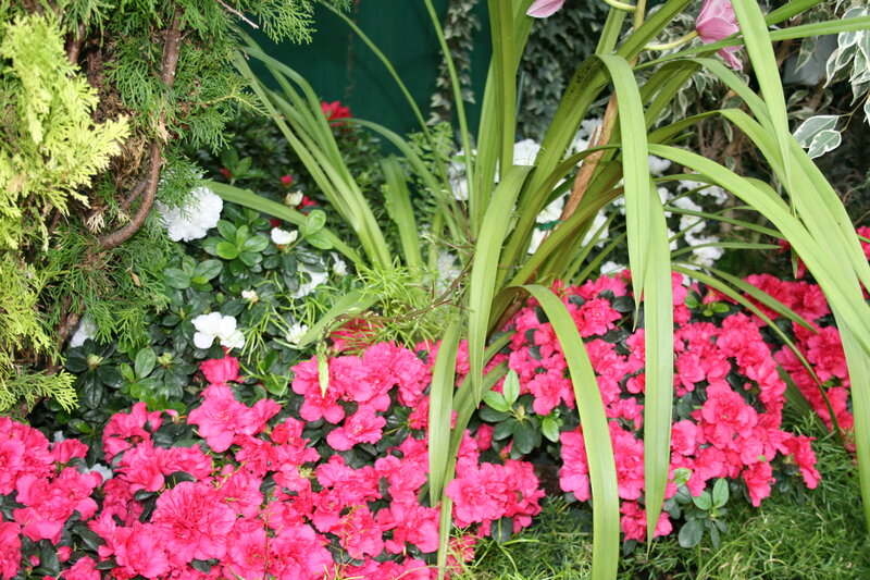 Pink Azaleas and Orchids