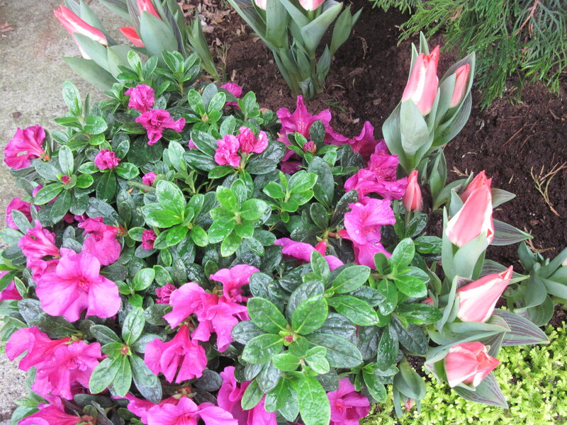 Pink Azaleas and Tulips