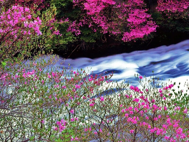 Pink azaleas by a river