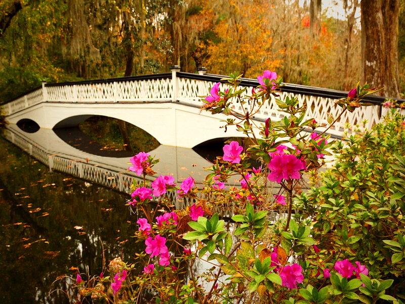 Pink Azaleas by Bridge