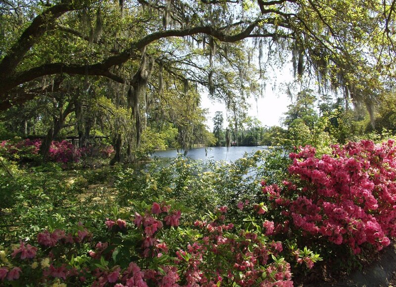 Pink Azaleas by Lake