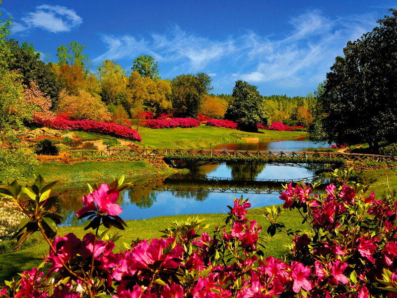Pink Azaleas by Pond — Blue