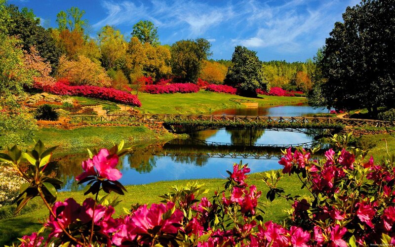 Pink Azaleas by Pond — Green, Serene