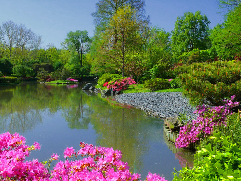 Pink Azaleas by Pond — Green