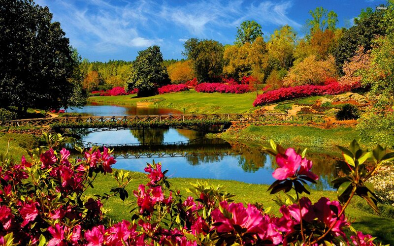 Pink Azaleas by Pond — Serene, Spring, Photograph, Bridge