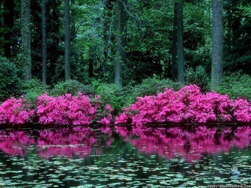 Pink Azaleas by Pond — Serene, Spring, Photograph