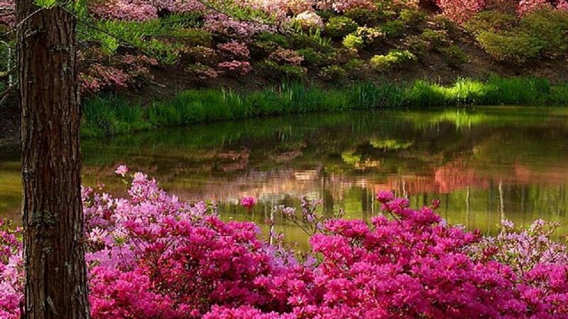 Pink Azaleas by Pond — Serene, Spring, Photograph, Tree Trunk