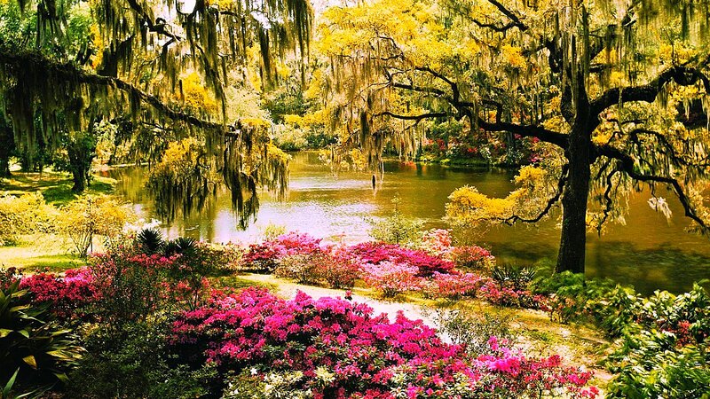 Pink Azaleas by Pond — Serene, Spring, Photograph, Trees