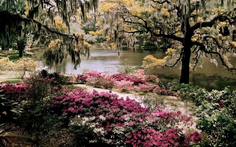 Pink Azaleas by Pond — Serene, Spring