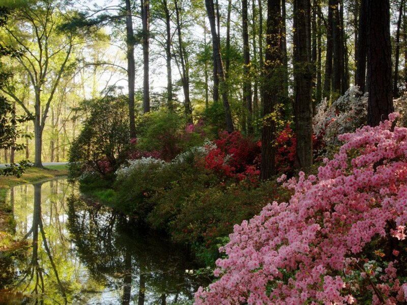 Pink Azaleas by Pond — Serene