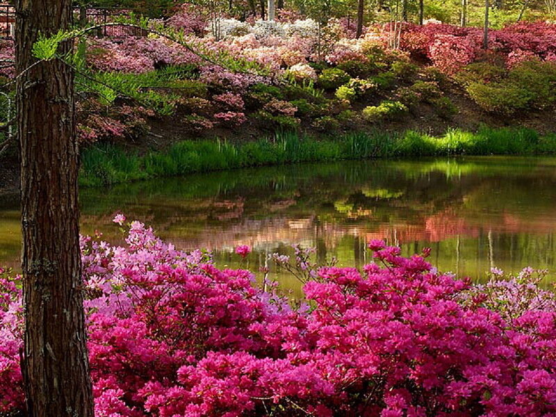 Pink Azaleas by Pond